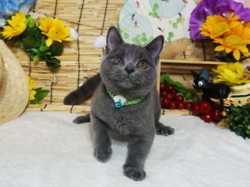 ブリティッシュショートヘア【大阪府・男の子・2021年3月13日・ブルー】の写真「とっても甘えん坊。抱っこもできます！！」