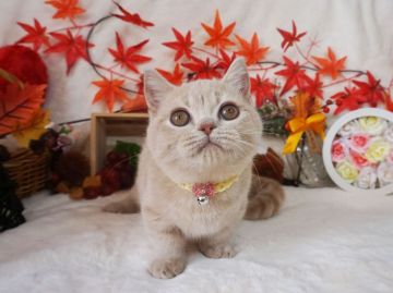 ミヌエット【大阪府・女の子・2020年7月26日・クリームマッカレルタビー】の写真「とっても甘えん坊。遊ぶの大好き。」