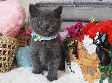 ブリティッシュショートヘア【大阪府・男の子・2019年12月14日・ブルー】の写真「のんびり穏やかな子。遊ぶの大好き。」