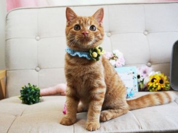 スコティッシュフォールド(立ち耳)【大阪府・男の子・2018年4月1日・レッドタビー】の写真「目がクリクリで遊ぶの大好き！」