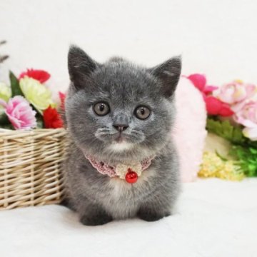 マンチカン(短足)【大阪府・女の子・2023年3月31日・ブルークリーム】の写真「超短足ちゃん。甘えん坊。おもちゃ大好き！」