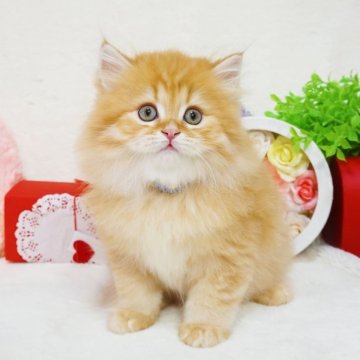 ブリティッシュショートヘア【大阪府・男の子・2023年12月11日・レッドマッカレルタビー（ロングヘア）】の写真「とてもキレイなカラー♡パパ外産です♪」