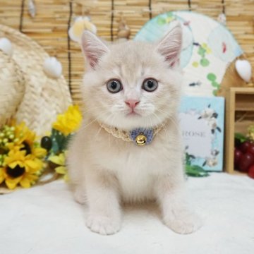 ブリティッシュショートヘア【大阪府・男の子・2023年5月29日・クリーム】の写真「とてもキレイなやさしいカラー。パパ外産です。」
