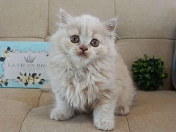 ブリティッシュロングヘア【大阪府・女の子・2018年4月13日・クリーム】の写真「とっても甘えん坊。遊ぶの大好き。珍しいロングヘアー」