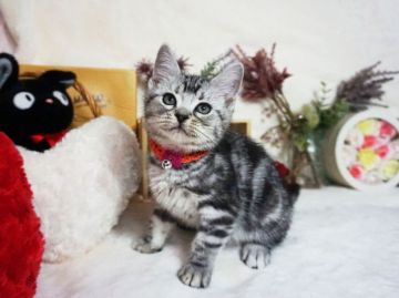 アメリカンショートヘア【大阪府・女の子・2020年11月12日・シルバータビー】の写真「とっても甘えん坊。遊ぶの大好き。」