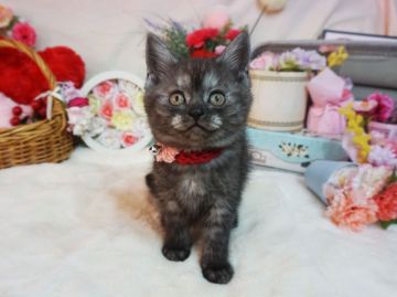 マンチカン(長足)【大阪府・女の子・2020年2月2日・ブラックスモーク】の写真「とっても甘えん坊。遊ぶの大好き。」