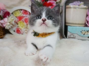 スコティッシュフォールド(立ち耳)【大阪府・男の子・2020年2月28日・ブルー&ホワイト】の写真「とっても甘えん坊。遊ぶのが大好き」