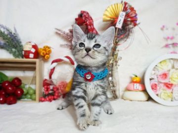 アメリカンショートヘア【大阪府・男の子・2020年11月12日・シルバータビー】の写真「とっても甘えん坊。遊ぶの大好き。」