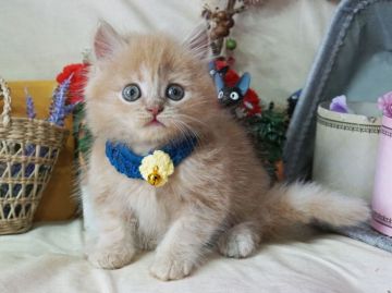 ブリティッシュショートヘア【大阪府・男の子・2019年5月23日・クリーム】の写真「とっても甘えん坊。珍しいロングヘア。」