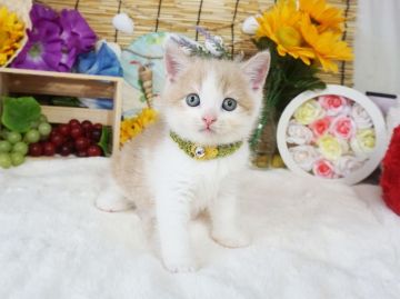 スコティッシュフォールド(立ち耳)【大阪府・男の子・2020年5月18日・クリームタビー&ホワイト】の写真「お顔と目がまんまるくりくり。」