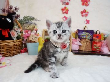 アメリカンショートヘア【大阪府・女の子・2021年2月5日・シルバータビー】の写真「とっても甘えん坊。遊ぶの大好き。」