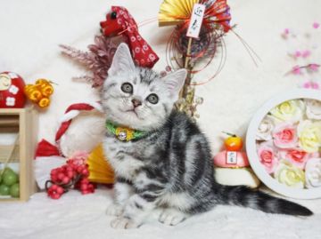 アメリカンショートヘア【大阪府・男の子・2020年11月12日・シルバータビー】の写真「とっても甘えん坊。遊ぶの大好き。」