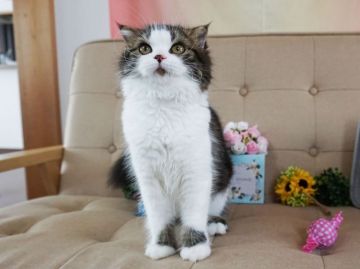 スコティッシュフォールド(折れ耳)【大阪府・女の子・2018年1月16日・ブラウンタビー&ホワイト（ロングヘアー）】の写真「とっても甘えん坊。遊ぶの大好き。」