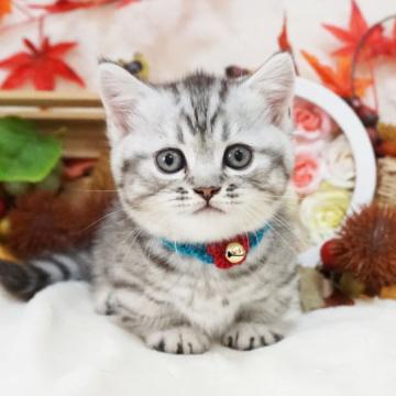 マンチカン(短足)【大阪府・男の子・2022年9月10日・シルバーマッカレルタビー】の写真「遊ぶの大好き。甘えん坊。」
