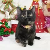 マンチカン(短足)【大阪府・女の子・2024年8月11日・トーティ】の写真1