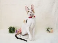 コーニッシュレックス【大阪府・女の子・2021年12月25日・キャリコ】の写真1「6/1撮影」