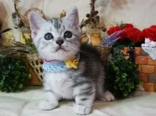 マンチカン(短足)【大阪府・男の子・2019年7月6日・シルバータビー】の写真1「8/24撮影」