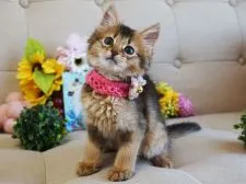 ソマリ【大阪府・女の子・2018年6月6日・ルディ】の写真1「8/1撮影」