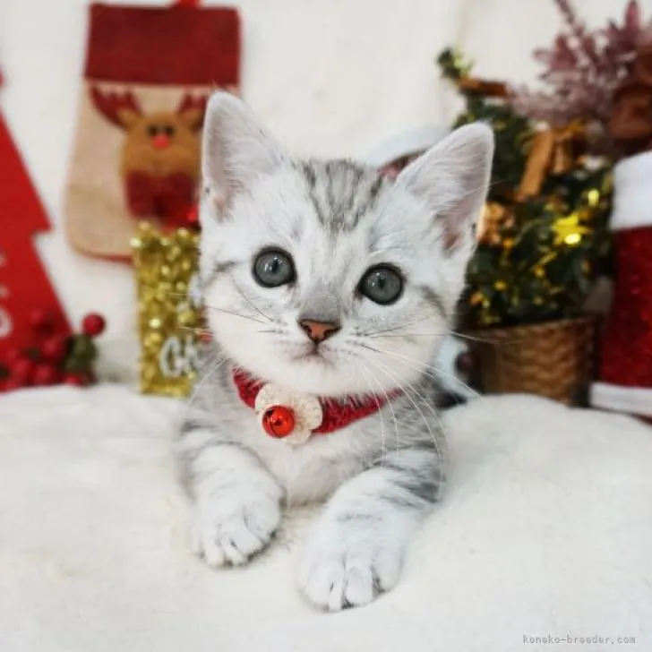 ID:2211-01981の子猫