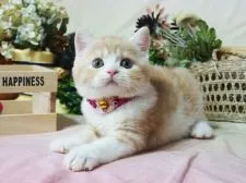 スコティッシュフォールド(立ち耳)【大阪府・女の子・2019年4月24日・カメオタビー&ホワイト】の写真2