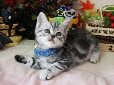 マンチカン(長足)【大阪府・男の子・2019年9月9日・シルバータビー】の写真2