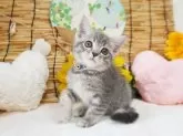 マンチカン(長足)【大阪府・男の子・2024年5月28日・ブルーマッカレルタビー】の写真2