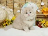 ブリティッシュショートヘア【大阪府・男の子・2023年5月29日・クリーム】の写真2「7/26撮影」