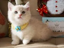 ミヌエット【大阪府・男の子・2018年10月5日・クリームマッカレルタビー&ホワイト】の写真2