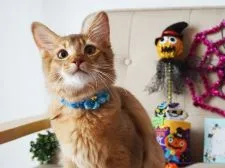 ソマリ【大阪府・男の子・2018年4月19日・レッド】の写真2