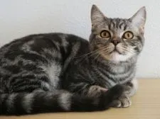 スコティッシュフォールド(立ち耳)【大阪府・男の子・2018年6月25日・ブルータビー】の写真2