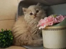 ブリティッシュロングヘア【大阪府・女の子・2018年4月13日・クリーム】の写真2