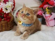 スコティッシュフォールド(立ち耳)【大阪府・男の子・2020年2月1日・レッドタビー】の写真3「3/24撮影」