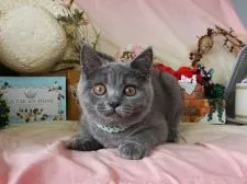 ブリティッシュショートヘア【大阪府・男の子・2019年4月2日・ブルー】の写真3