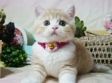 スコティッシュフォールド(立ち耳)【大阪府・女の子・2019年4月24日・カメオタビー&ホワイト】の写真3