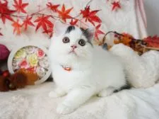 ミヌエット【大阪府・男の子・2021年8月3日・ブラック&ホワイト】の写真3「10/20撮影」