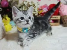 マンチカン(短足)【大阪府・男の子・2019年12月5日・シルバータビー】の写真3