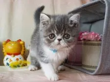 エキゾチックショートヘア【大阪府・男の子・2018年11月1日・ブルータビー&ホワイト】の写真4