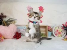 ミヌエット【大阪府・男の子・2021年2月20日・ブラウンティックドタビー&ホワイト】の写真4