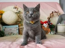 ブリティッシュショートヘア【大阪府・男の子・2019年4月2日・ブルー】の写真4