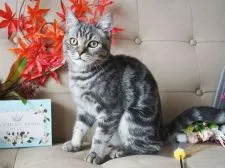 スコティッシュフォールド(立ち耳)【大阪府・男の子・2018年6月25日・ブルータビー】の写真4