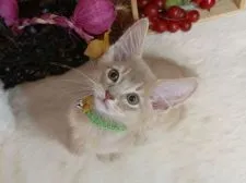 ソマリ【大阪府・男の子・2021年7月1日・フォーン】の写真4「9/14撮影」