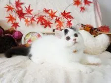 ミヌエット【大阪府・男の子・2021年8月3日・ブラック&ホワイト】の写真4「10/20撮影」