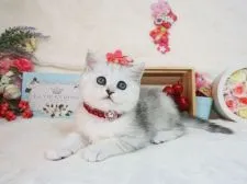 ミヌエット【大阪府・女の子・2021年2月2日・シルバータビー】の写真4「3/24撮影」