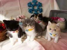 エキゾチックショートヘア【大阪府・男の子・2018年11月1日・ブルータビー&ホワイト】の写真5