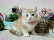 スコティッシュフォールド(立ち耳)【大阪府・女の子・2019年4月24日・カメオタビー&ホワイト】の写真5