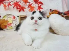 ミヌエット【大阪府・男の子・2021年8月3日・ブラック&ホワイト】の写真5「10/20撮影」