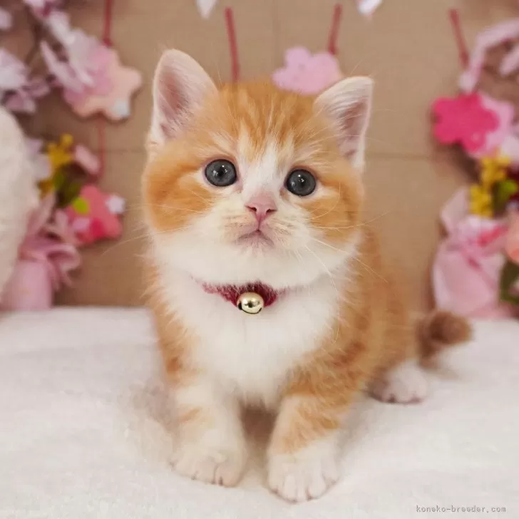 ID:2503-03016の子猫