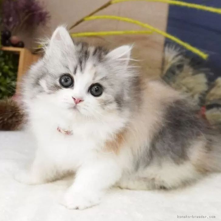 H.A 様のお迎えした子猫