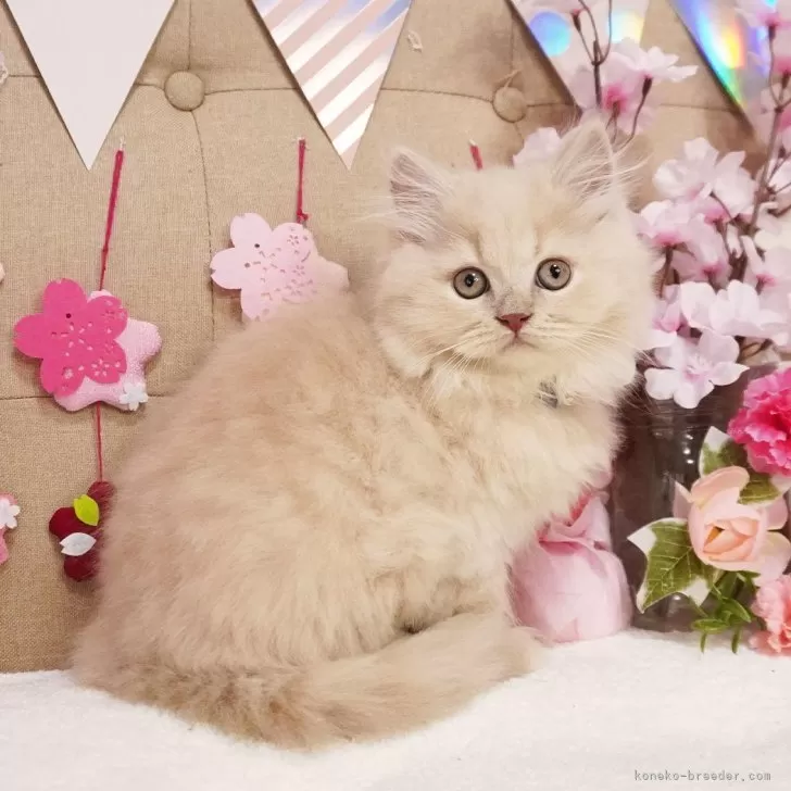 ID：2502-01803の子猫