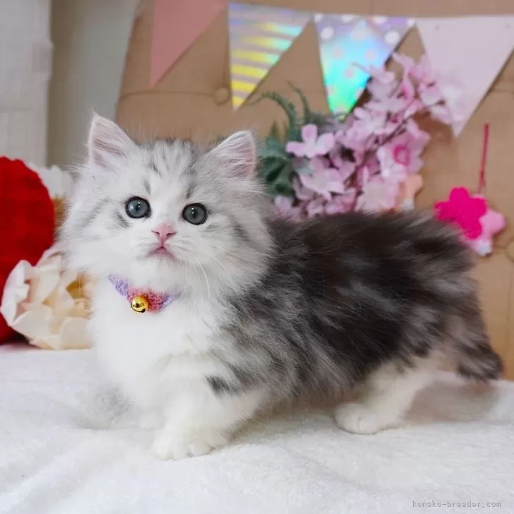 ID:2504-01778の子猫
